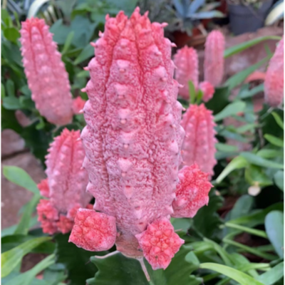 #ad #ad Cactus Succulent plant Red Euphorbia abdelkuri Euphorbiaceae High8 10cm $63.64