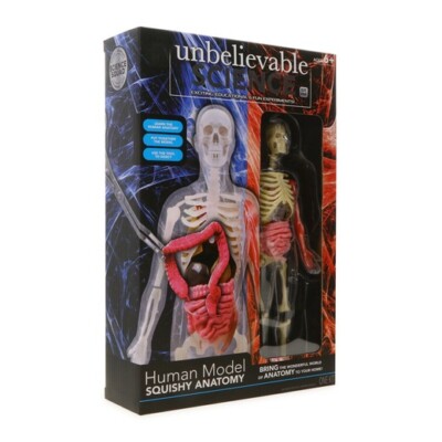 science squad  human model with skeleton & squishy anatomy. Gift Idea.