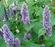 ANISE HYSSOP BLUE SPIKE Agastache Foeniculum - 220 Bulk Seeds