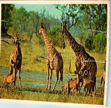 Postcard: South Africa Giraffes Kudu Wildlife Scene