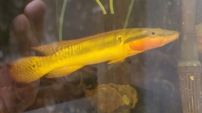ZEBRA PIKE CICHLID (C. zebrina) MASSIVE ZEBRA PIKE! WC LIVE FISH