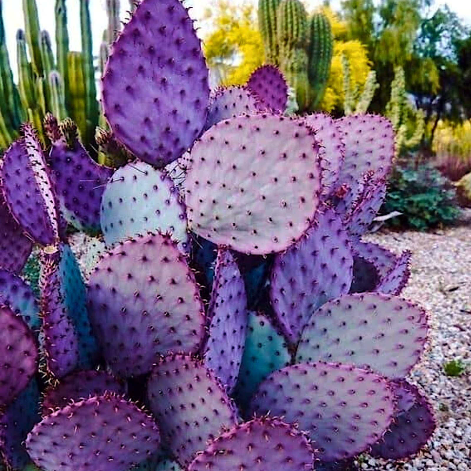 20 Purple Cactus Seeds (Opuntia Santa Rita) Prickly Pear Fruit Rare Fast Hardy-7