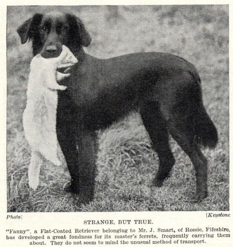Flat Coated Retriever "Ferret" - 1934 Vintage Dog "Photo" Print - CUSTOM MATTED