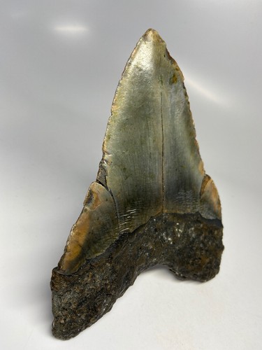 Megalodon Shark Tooth 6.00 inch - Monster - Real Fossil - Natural - Rare 5129 - Picture 5 of 8