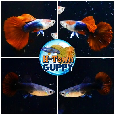 #ad 1 TRIO Live Aquarium Guppy Fish High Quality HB Red Rose USA SELLER $40.99