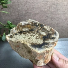 Top 88mm Natural Petrified Wood crystal Rough Slice Madagascar 640g A1404