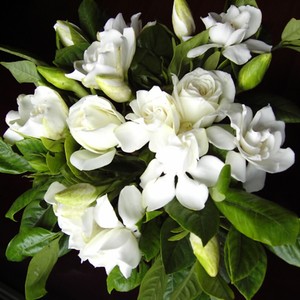100pcs-Gardenia-CAPE-JASMINE-Jasminiodes-White-Shrub-Flower-Seeds-Plant-Ga-Deko