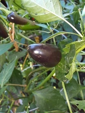 25+ Purple Jalapeno Pepper Seeds 🇺🇸 USA Grown 🇺🇸 100% Organic! Spicy  Fruits