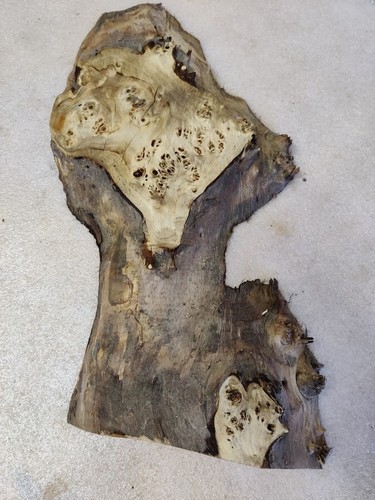 Disco de árbol 55 x 28 - 14 x 5,5 cm álamo máser resina epoxi D 53 - Imagen 3 de 12