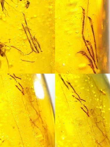 Eidechsenglieder und Schwanzburmit Kreide Bernstein fossile Dinosaurier Ära