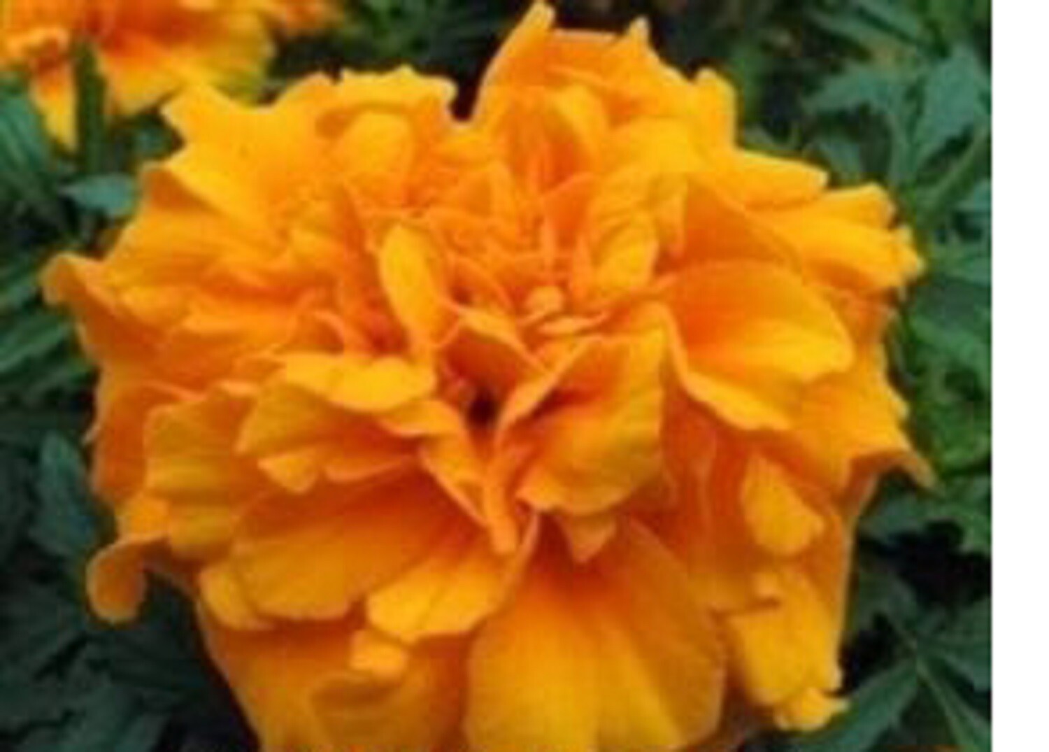 10 x Marigold F1 Zenith Series SEEDS choice of varieties pre order eBay