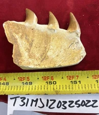 Mosasaurus JAW Bone Fossil with Three Teeth See Video