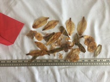 dried pressed leaves for crafting