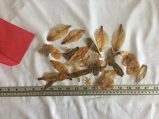  dried pressed leaves for crafting