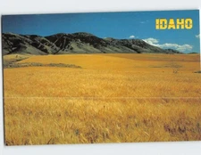 Postcard Golden Wheat Fields Idaho USA