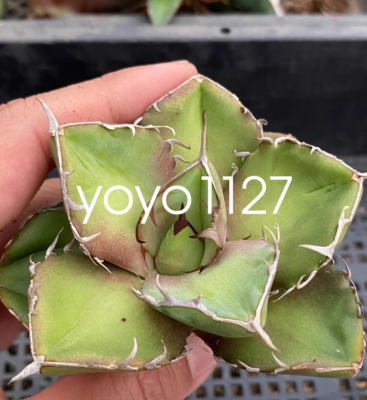5-8cm Agave Titanota Juggernaut agave beautiful succulent plant | eBay
