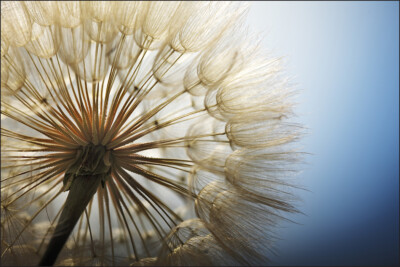VINYL Fototapete 3D XXL TAPETE Pusteblume 436