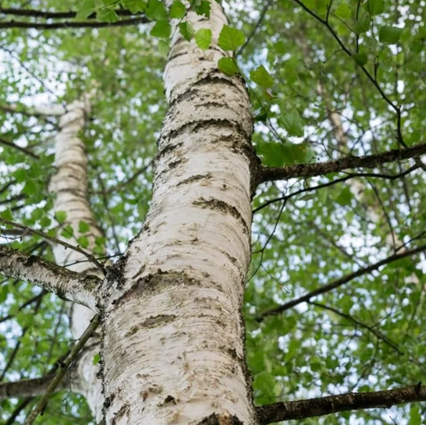 Árbol de abedul de río vivo - Planta viva en maceta de cuarto de galón - Árboles para plantar al aire libre Foto 3 de 4