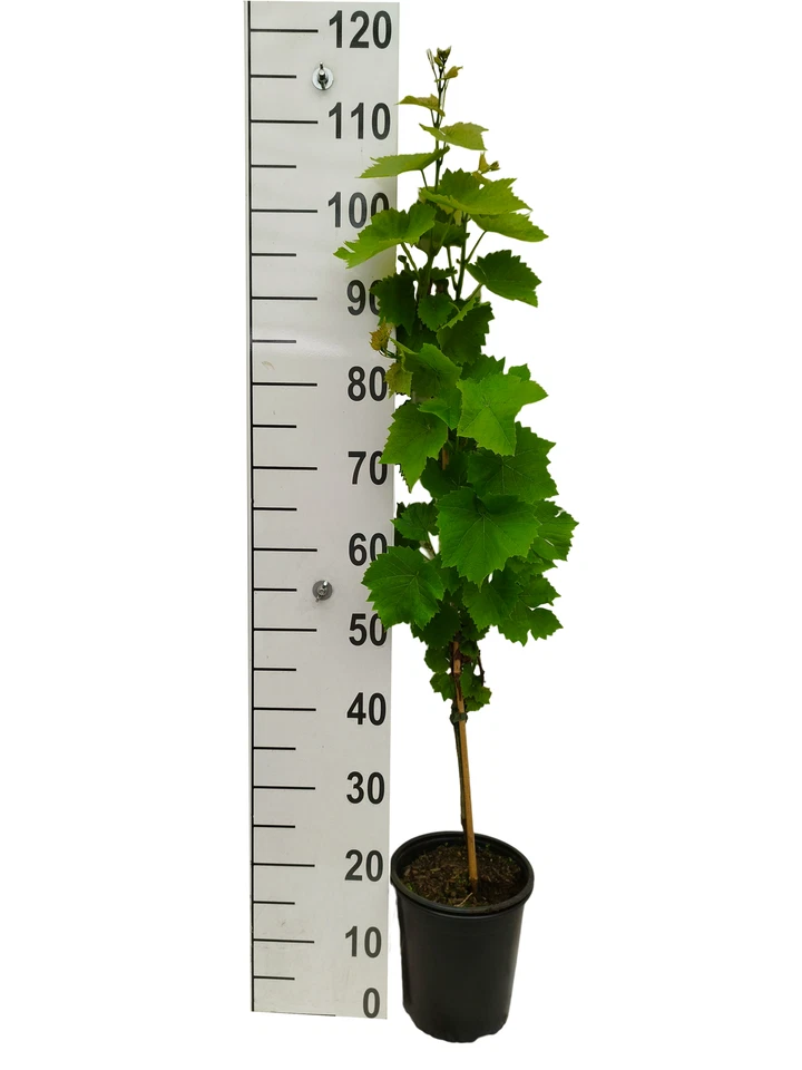 Weinrebe 'Venus' kernlos, pilzresistent - Bild 2 von 4