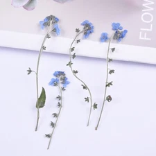 12PCS Real Pressed Dry Flower, blue Flower with stem leaves for art FCD11