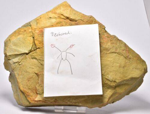 FURCA SPECIMEN, Marrellomorph Upper Ordovician, Zagora, Morocco (F418) - Bild 2 von 2
