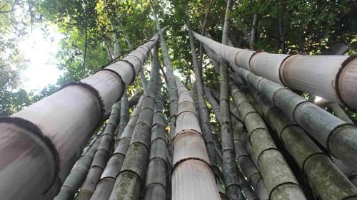 50 Huge Dragon Bamboo Seeds Privacy Plant Garden Clumping Shade Screen US SELLER - Picture 18 of 24