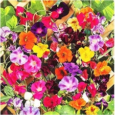 Colorful Mixed Climbing Vine Seeds - 200+ Seeds Mix Morning Glory, Nasturtium...