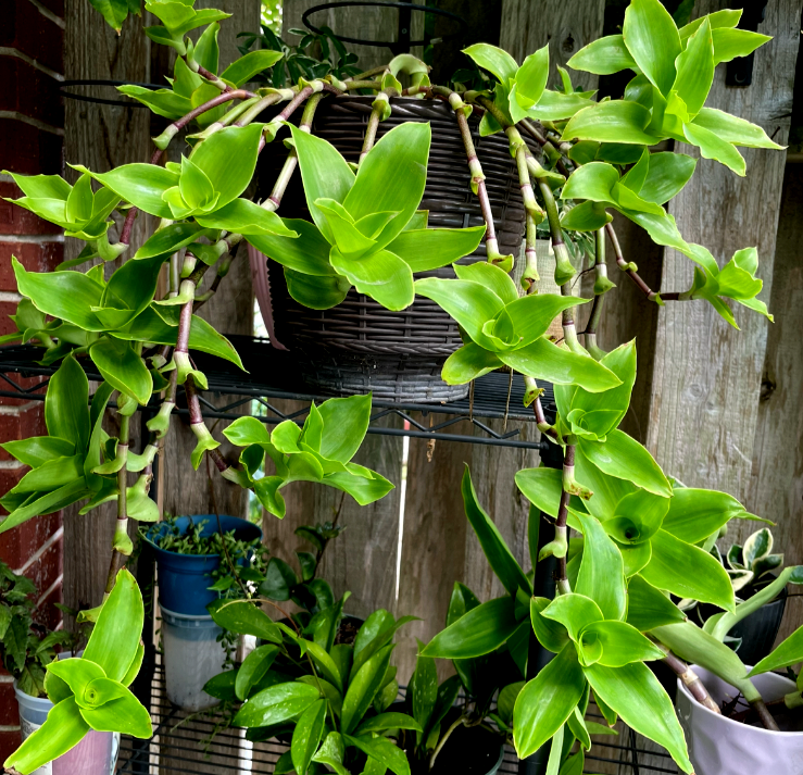 Two Basket Callisia Fragrans Russia Holistic Medicinal Bare Root Plant 8-10 Inches  