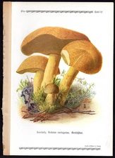 1913 Antique Color Print Boletus Varigatus - Velvet Bolete