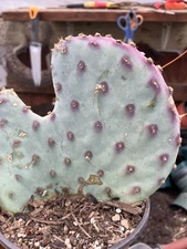 Opuntia Santa Rita Purple Prickly Pear 5”Tall 5"Wide #17Y This Plant