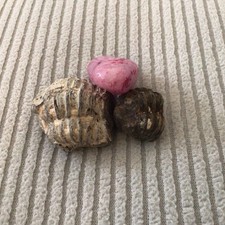 Missouri Natural Fossilized Coral Stone with Druzy Quartz