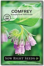 Comfrey Seeds - Non-Gmo Heirloom Packet for Indoor/Outdoor Herb Garden (1)