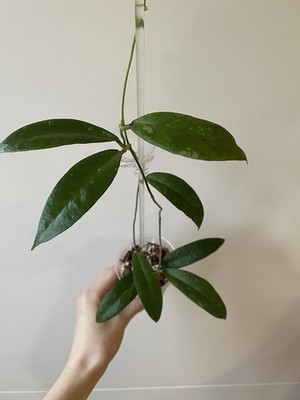 Hoya sp. Aceh