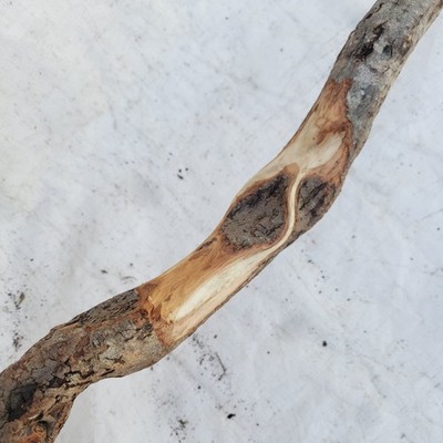 65'' Diamond Willow Carving Staff Wood Blank Walking Stick Nice