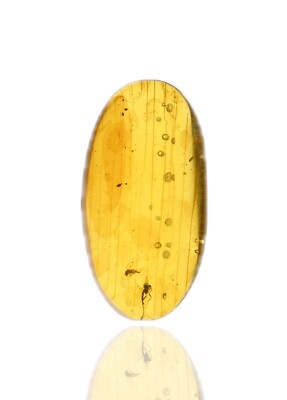 Two Nematocera with resin flow lines, Fossil insect inclusion in Burmese Amber