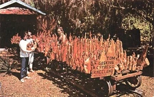 Cypress Knees Drying For Sale At Tom Gaskins Palmdale Florida Vtg Postcard CP425