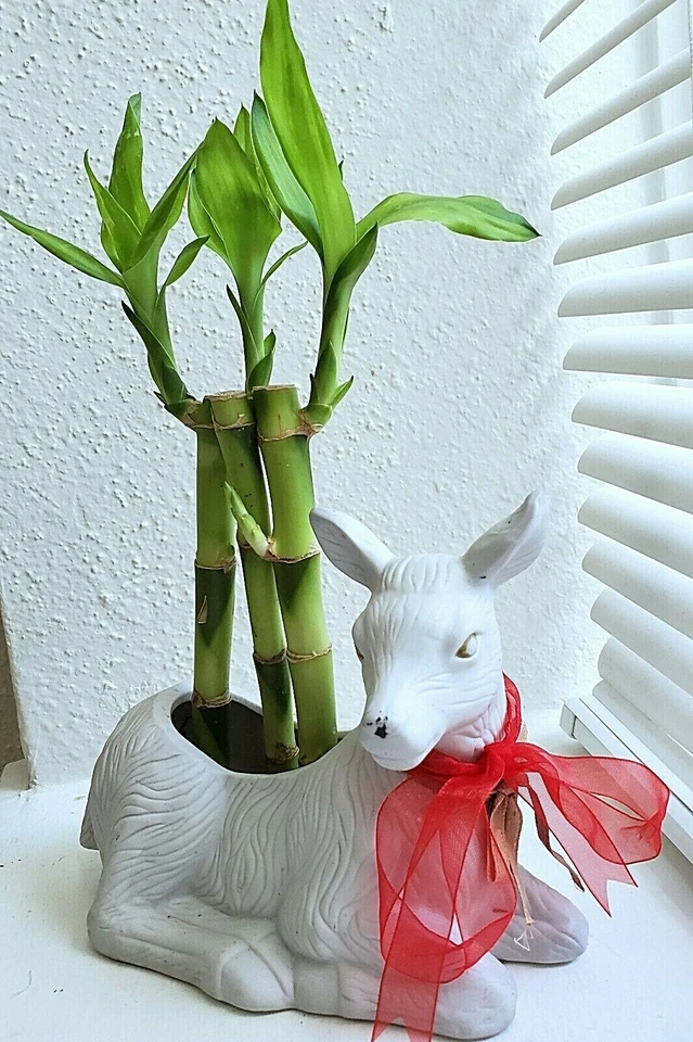 Plantas de bambú de la suerte de 4" 6" 8" - 3 tallos, Feng Shui, REGALO Foto 2 de 4