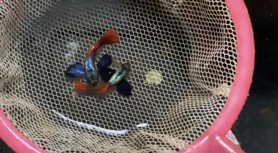 10+ Metal DUMBO ROJO Rosa COLA GRANDE Oreja-Vivo Acuario Pez Guppy Alta Calidad Foto 2 de 2