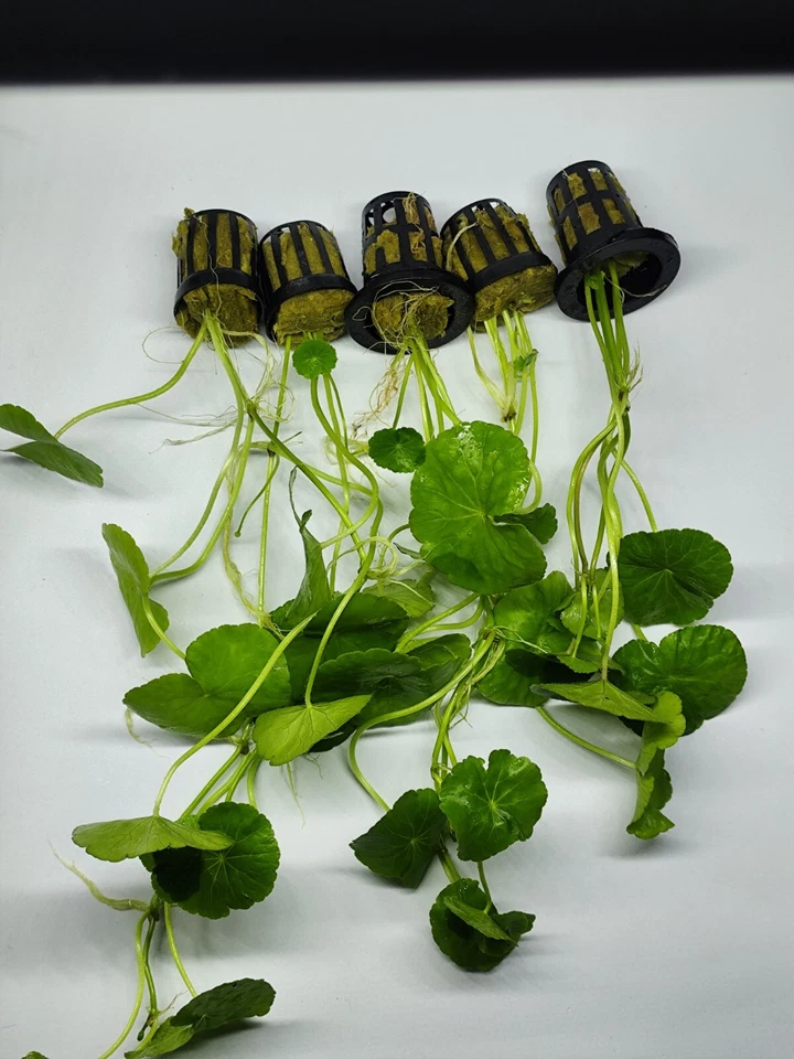 Hydrocotyle Leucocephala - Lote 5 Macetas! (Planta Natural Acuario) - Imagen 3 de 4