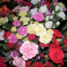 100 Mixed CARNATION / DOUBLE DIANTHUS Chinensis Flower Seeds *Comb S/H
