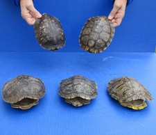 5 pc Lot Red-eared Slider Turtle Shells 6 inches, Terrapin, Taxidermy #51293