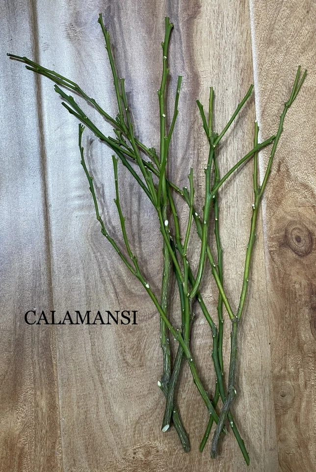 CALAMANSI TREE CUTTINGS [Rooting/Grafting] - Image 2 of 4