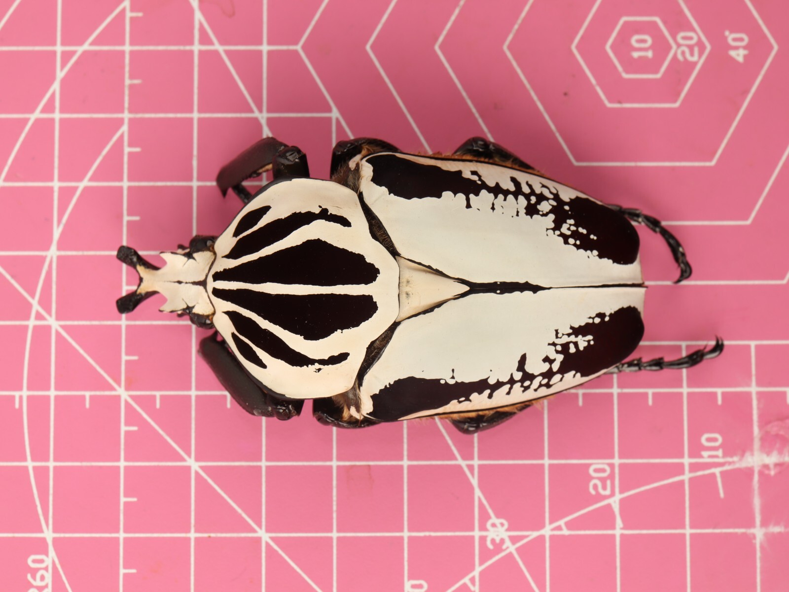 標本 Goliathus cacicus 86mm Goliathus cacicus 86mm