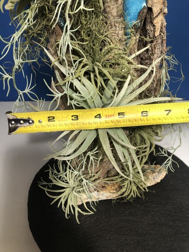 Artificial Succulent Air Plant Home Office Mounted on Real Wood Bark and Stone - Picture 20 of 22