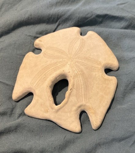 4" Natural Arrowhead Sand Dollar Large Seashell Beach Decor