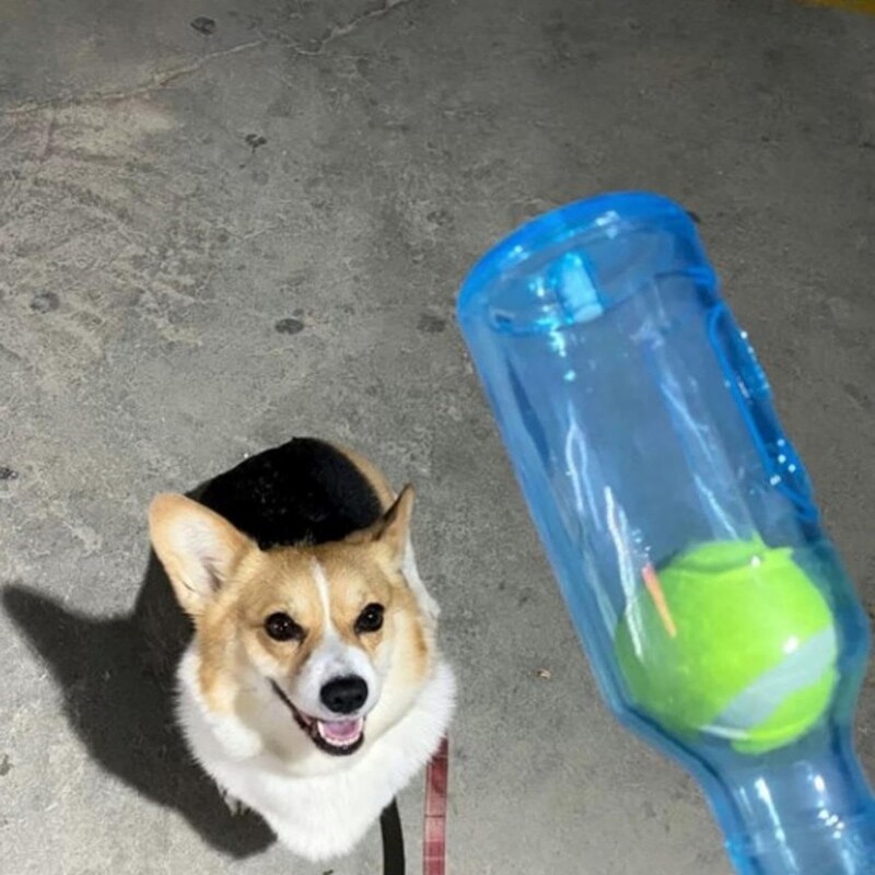 Dog Toy Water Bottle Cruncher Chew Bottle Toys for Dogs Plastic