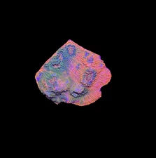 WYSIWYG Rainbow Chalice Live LPS Coral Frag – Bright Colors for Reef Tank