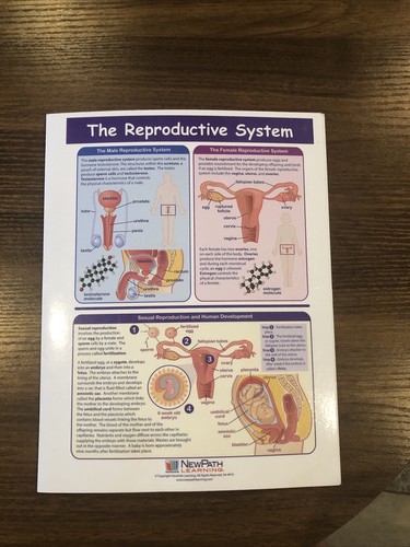 The Reproductive System laminated educational - Foto 2 di 16