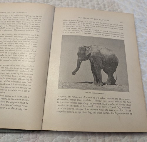 1910 THE ROOSEVELT AFRICAN HUNT and WILD ANIMALS of AFRICA Engravings Illustrate - Picture 7 of 11