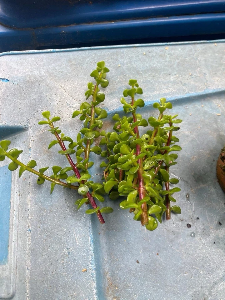 Cork Bark Jade (Frank Yee Jade)  - Image 2 of 2